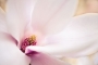 Miroslava Wolfová - Magnolia