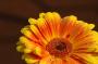 Gerbera
