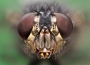Fly portrait