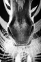 Zvířata, zvěř i mazlíčci - Fotograf roku - Kreativita - III.kolo - Zebra