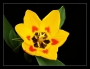Tulipán