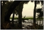 Myakka River 