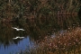 Alena Linder -Camargue 3