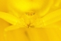 špión