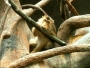 Opice