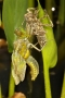 Aeshna cyanea-šídlo modré_02