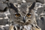 Petr Kříž - Bubo bubo-výr velký_01