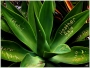 Aloe popsaná