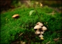 Do boje...