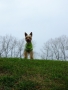kristýna šedová - Dog