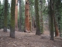 Sekvoje