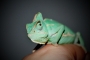 Veronika Pavlíková - Chameleon