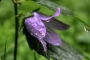 Campanula