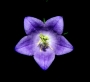 Veronika Hadačová - Campanula II.
