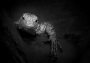 Zvířata, zvěř i mazlíčci - Fotograf roku - Kreativita - III.kolo - Z očí do očí