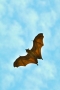 Pteropus giganteus
