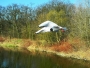 Racek