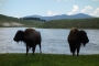 Jaroslav  Tomešek  - Buffalo_acting
