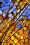 Skelet