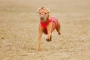 coursing