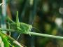 Martin Kubeš - Tettigonia viridissima - Kobylka zelená