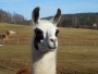 Tlama lama :-)