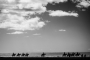 Camargue
