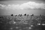 Camargue...