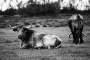 Toro Camargue
