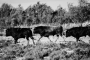 Toro Camargue II