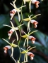 Napříč světem za orchidejemi do Botanické zahrady