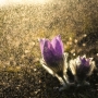Josef Gabrhel - Koniklec (Pulsatilla)