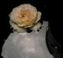 Rose in black water