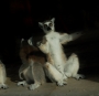 lemur 