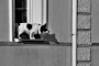 Fenomén Street Foto - ZÁJEM