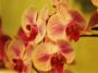 Orchidej