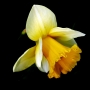 roland meneghel -narcis