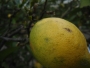 Citron