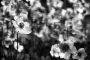Jan Majdan -Anemone sylvestris