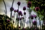Allium schoenoprasum . . . 