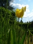 Tulipán