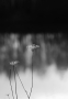 poems