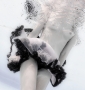 White Queen