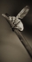 Makro a Close-up - Moucha
