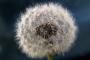 Makro a Close-up - Blowball