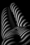 Tomáš Hlaváč -Zebra
