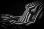 Tomáš Hlaváč -Zebra II
