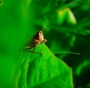 Makro
