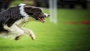 Sport a pohyb - Fotograf roku - Kreativita - X.kolo - Dog Frisbee "Run and catch"