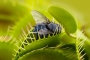 Mucholapka podivná - dionaea muscipula